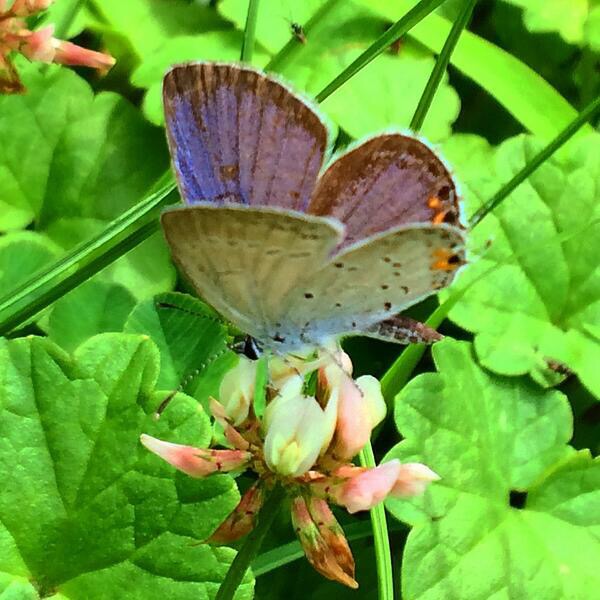 blue morpho laurel hale photo credit 