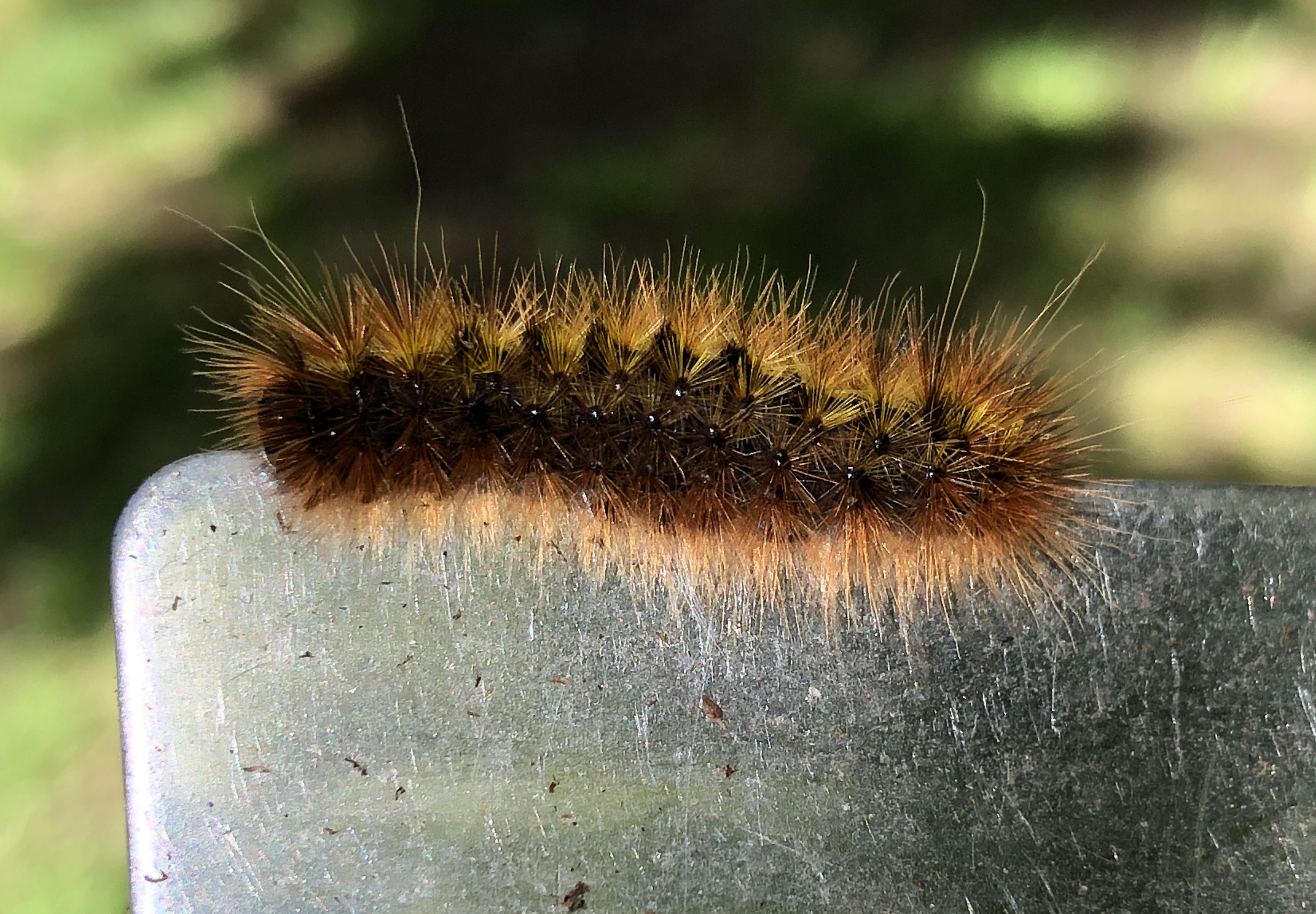 Tent Catepillar