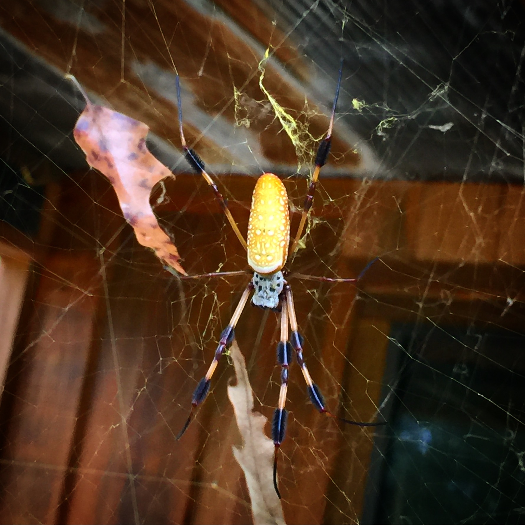Golden Silk Orb Weaver